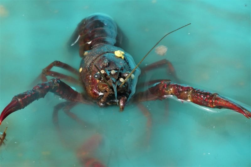 Lobster Tail